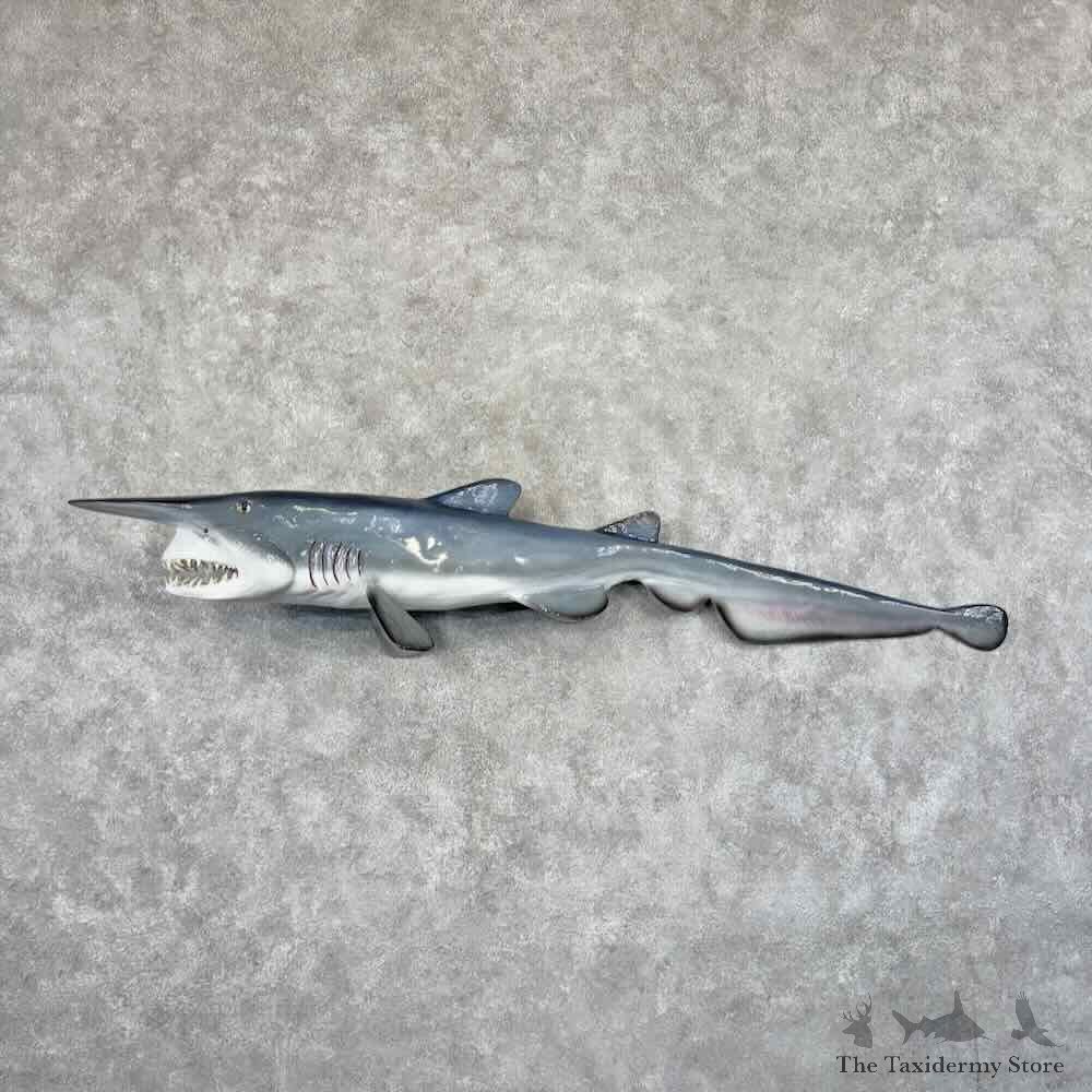Goblin Shark Reproduction Mount For Sale #31854 @ The Taxidermy Store