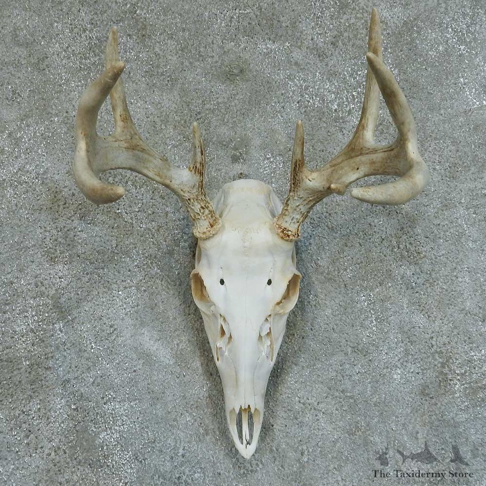 Whitetail Deer Skull & Antlers European Taxidermy Mount #13361 For Sale @ The Taxidermy Store