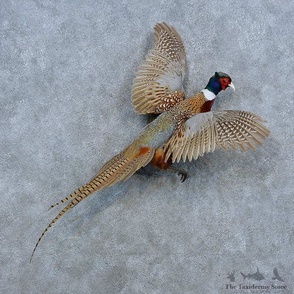 Ringneck Pheasant Bird Mount For Sale #15429 @ The Taxidermy Store