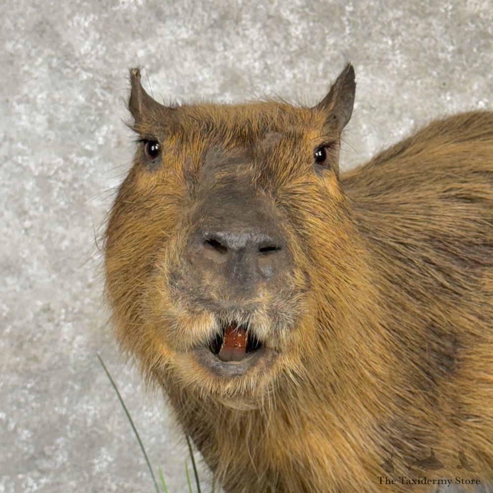 Capybara Life-Size Mount For Sale #29735 @ The Taxidermy Store