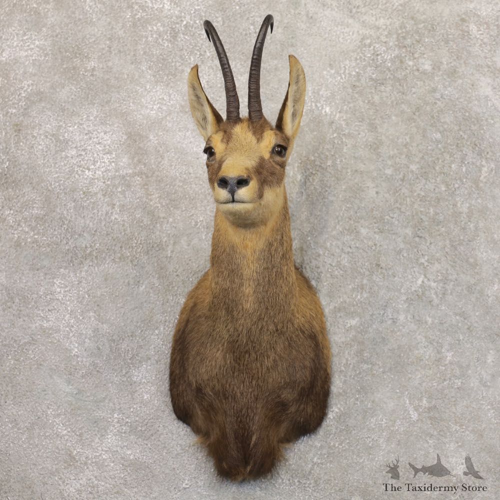 South Pacific Chamois Shoulder Mount For Sale #22162 @ The Taxidermy Store