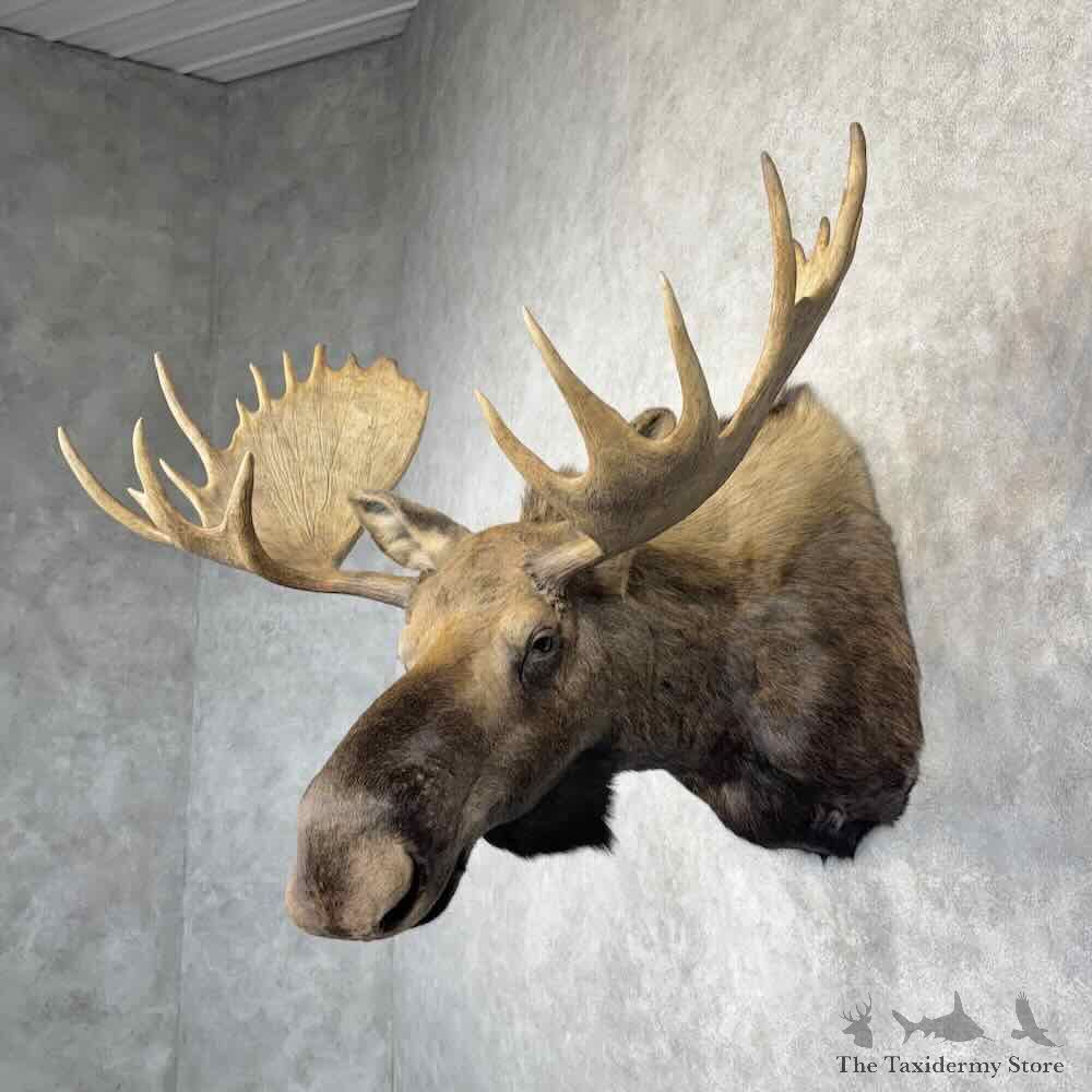 Canadian Moose Shoulder Mount For Sale #30366 @ The Taxidermy Store