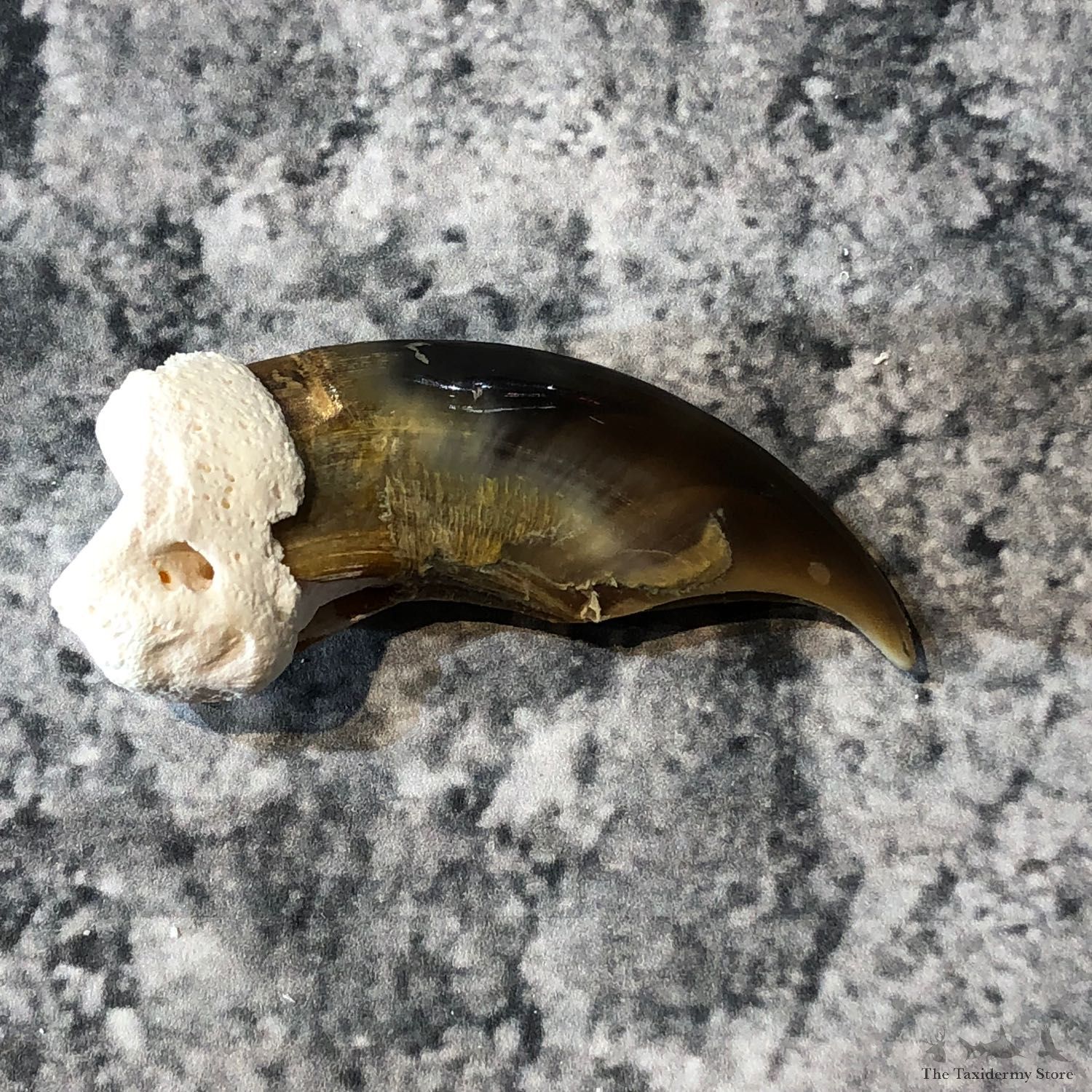Polar Bear Claw Taxidermy For Sale #19597 - The Taxidermy Store