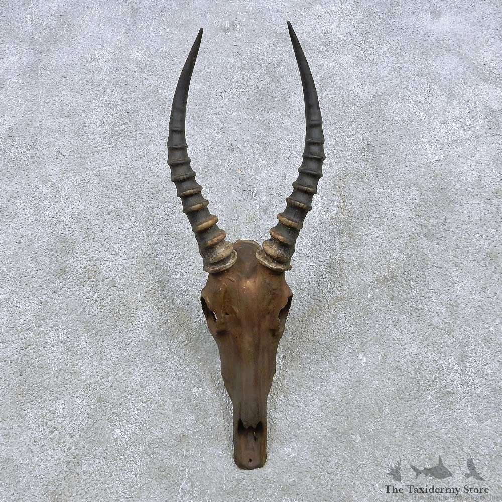 Blesbok Skull & Horn European Mount For Sale #15154 @ The Taxidermy Store