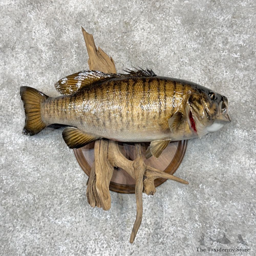 Smallmouth Bass Fish Mount For Sale #29917 @ The Taxidermy Store