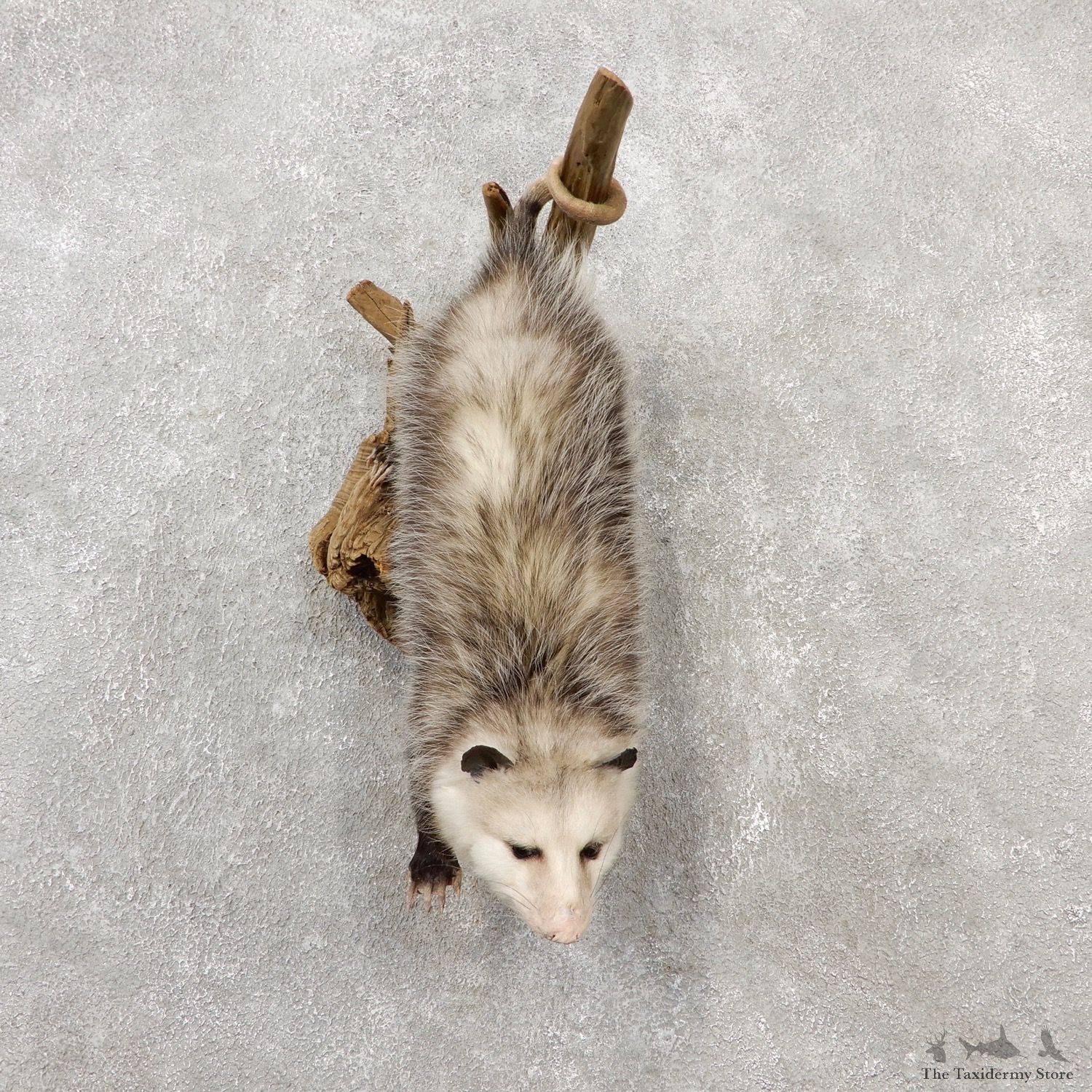 Wall Hanging Opossum Mount For Sale #19076 @ The Taxidermy Store