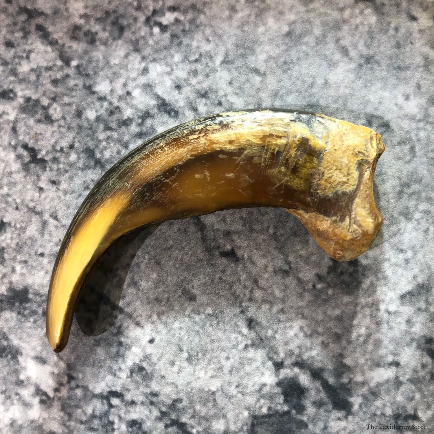 Grizzly Bear Claw For Sale #19387 @ The Taxidermy Store