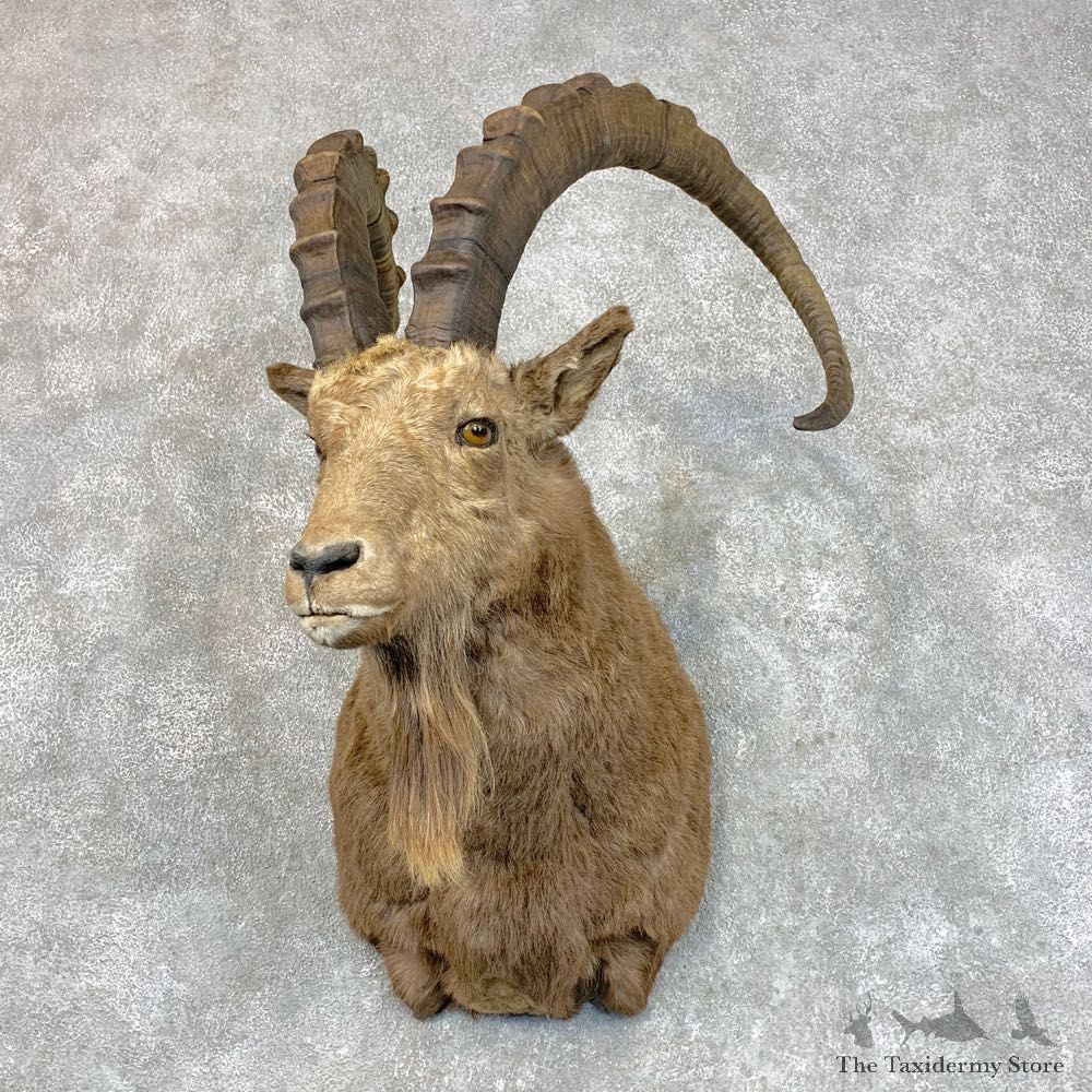 Siberian Ibex Shoulder Mount For Sale #22806 - The Taxidermy Store