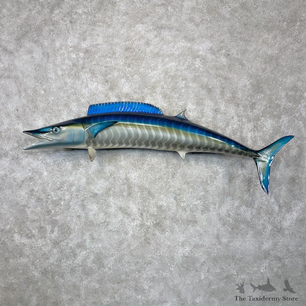 Wahoo Fish Mount For Sale #29805 @ The Taxidermy Store