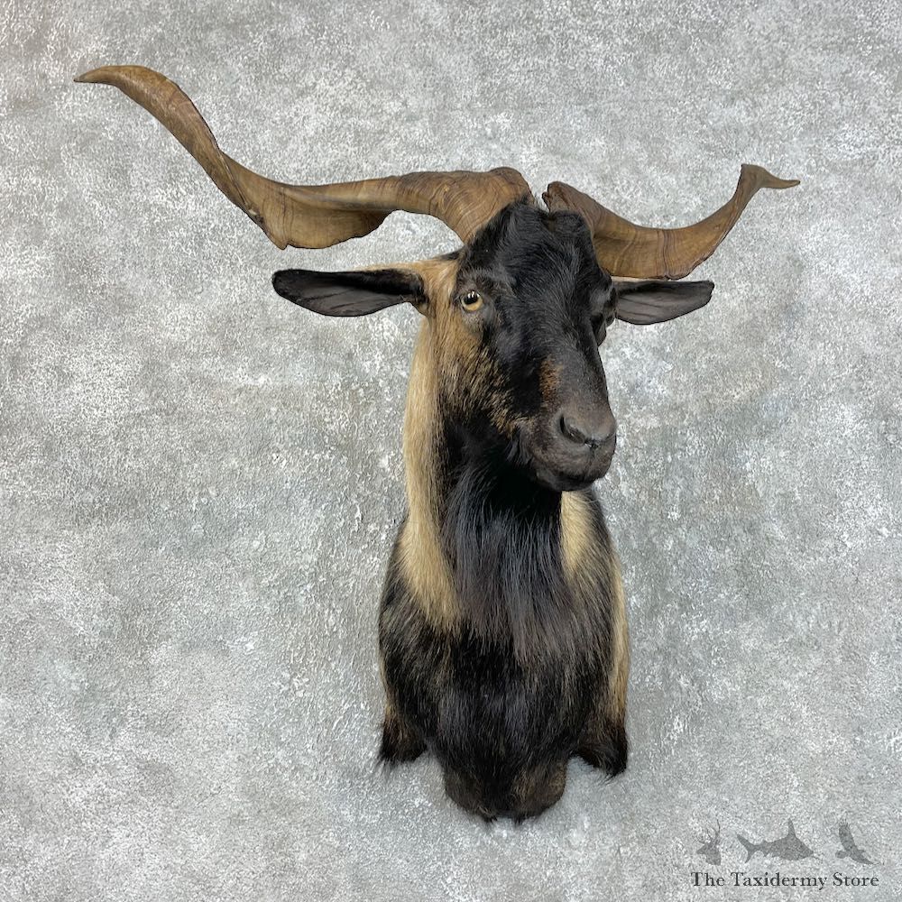 Catalina Goat Shoulder Mount For Sale #25792 @ The Taxidermy Store