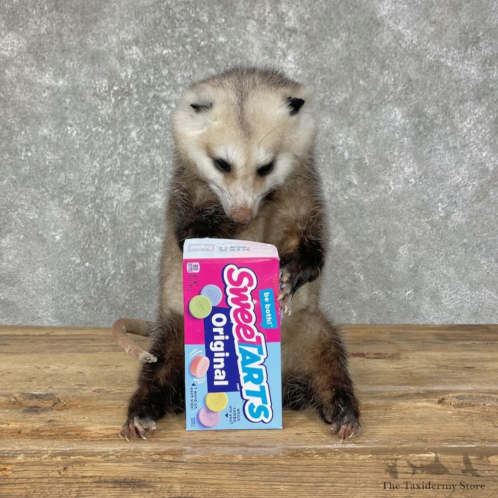 Novelty Opossum Life-Size Taxidermy Mount For Sale #25225 @ The Taxidermy Store