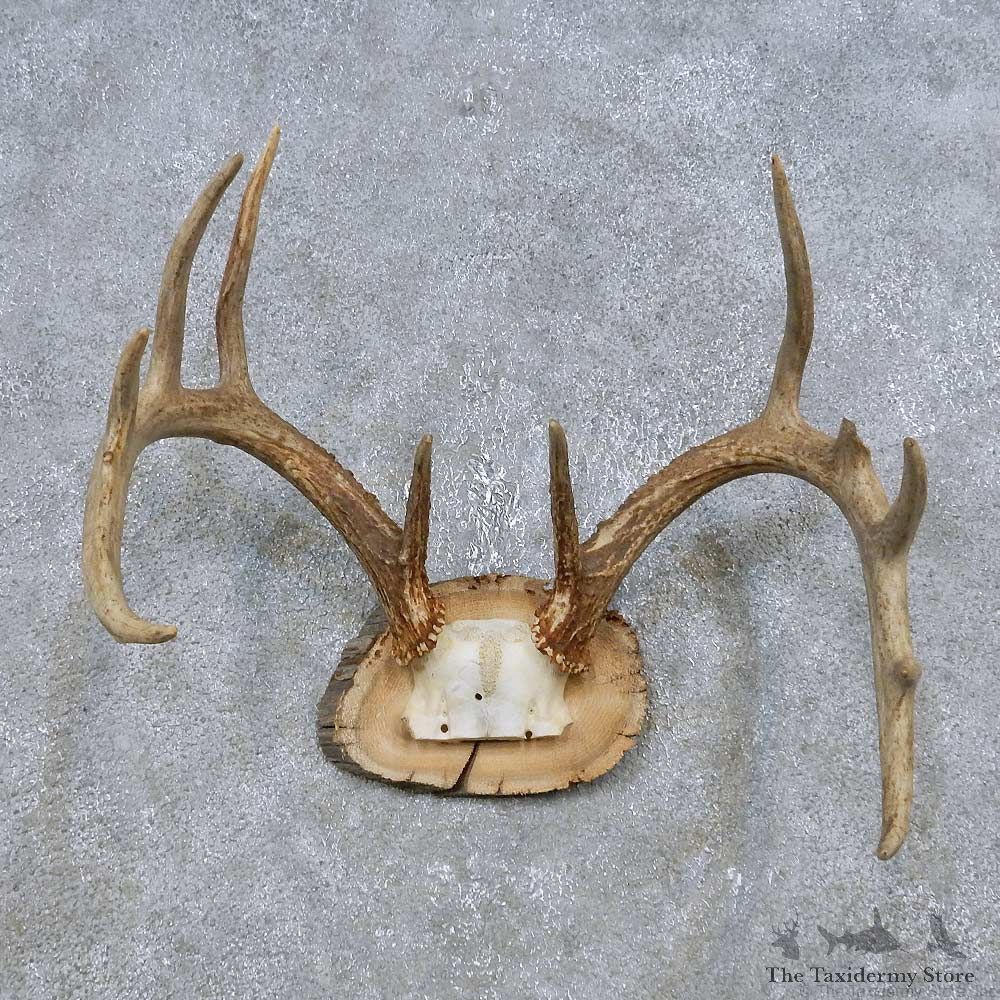 Whitetail Deer Antler Plaque Mount For Sale #14777 @ The Taxidermy Store