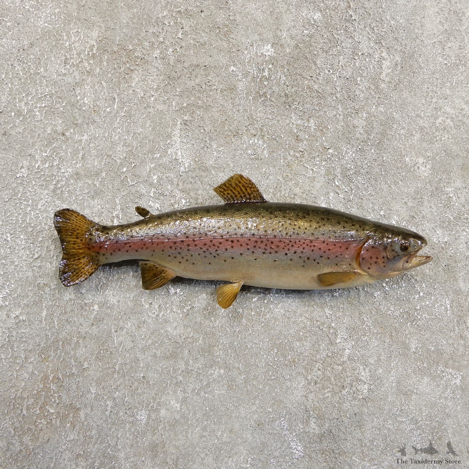 Rainbow Trout Fish Mount For Sale #19712 @ The Taxidermy Store