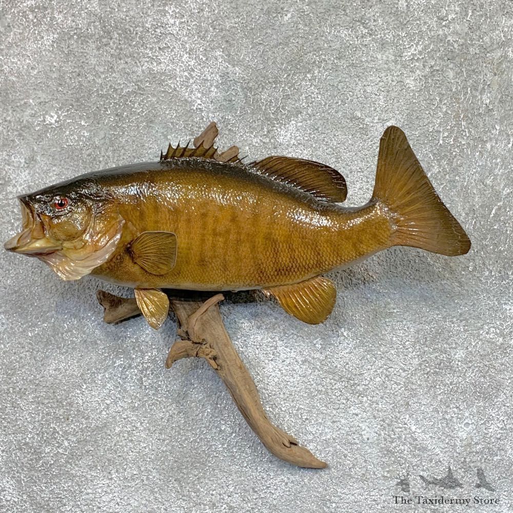 Smallmouth Bass Fish Mount For Sale #23675 @ The Taxidermy Store