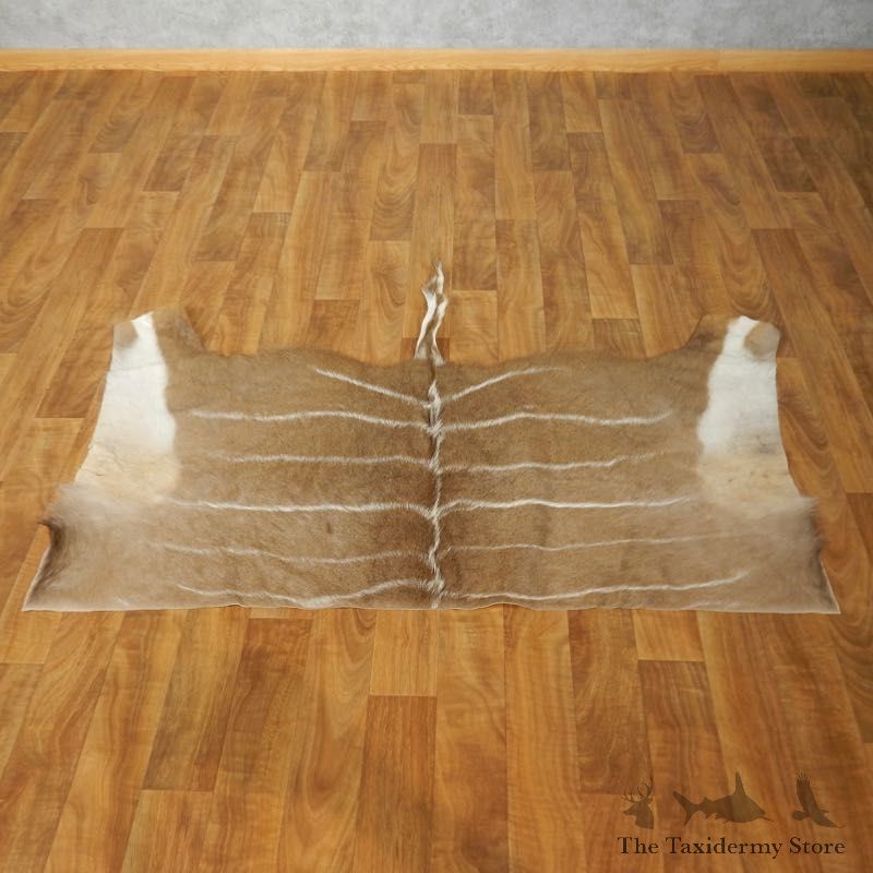 Greater Kudu Hide Taxidermy Skin #17463 For Sale @ The Taxidermy Store