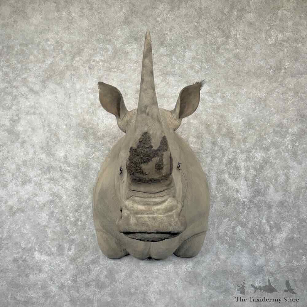 Southern White Rhinoceros Replica Shoulder Mount For Sale #31850 @ The Taxidermy Store