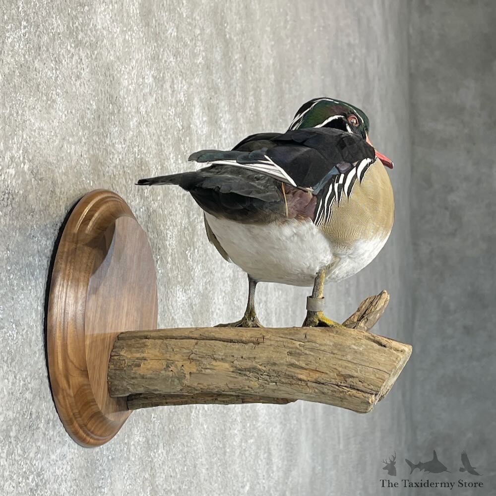 Wood Duck Bird Mount For Sale #28122 @ The Taxidermy Store