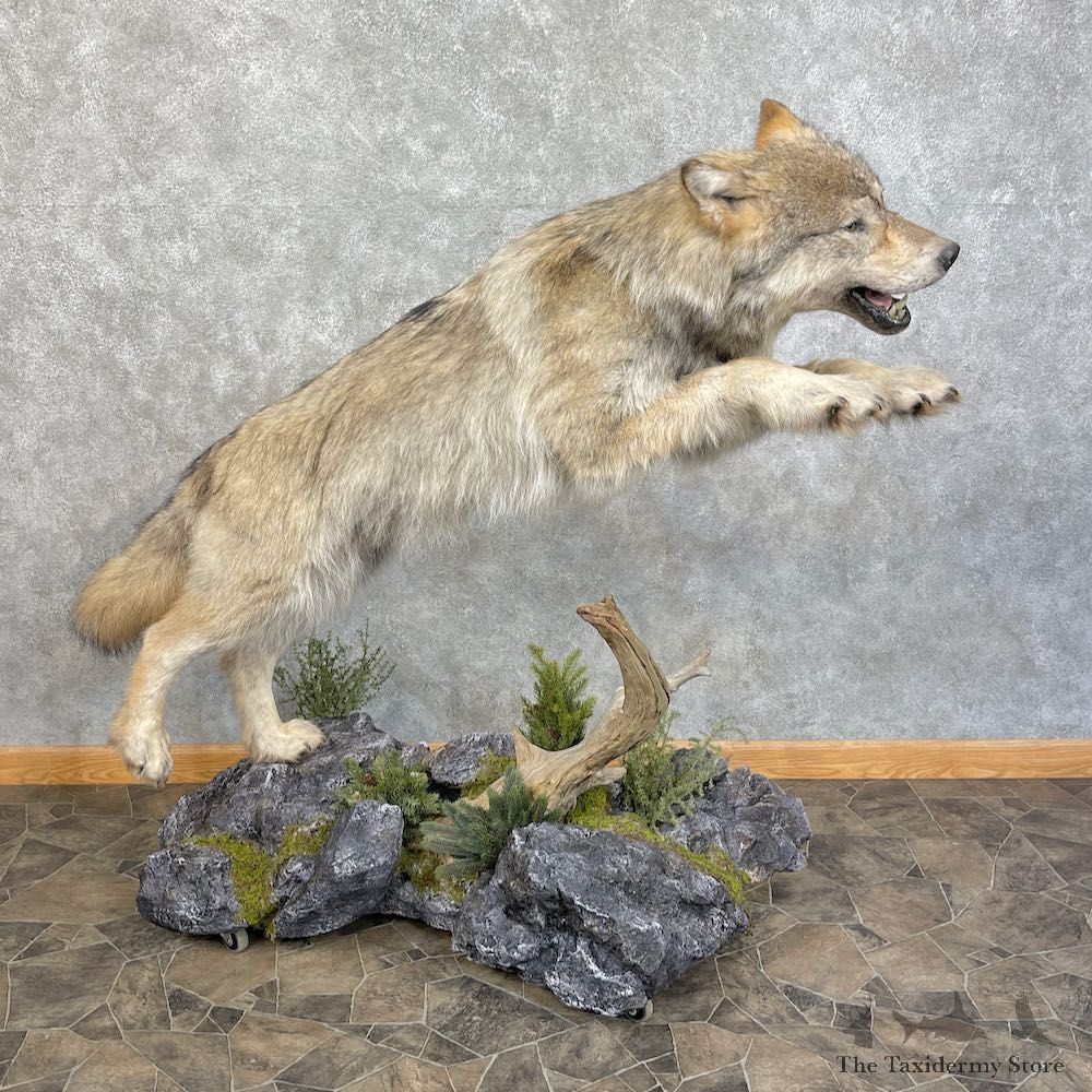 Alaskan Grey Wolf Life-Size Mount For Sale #25565 @ The Taxidermy Store