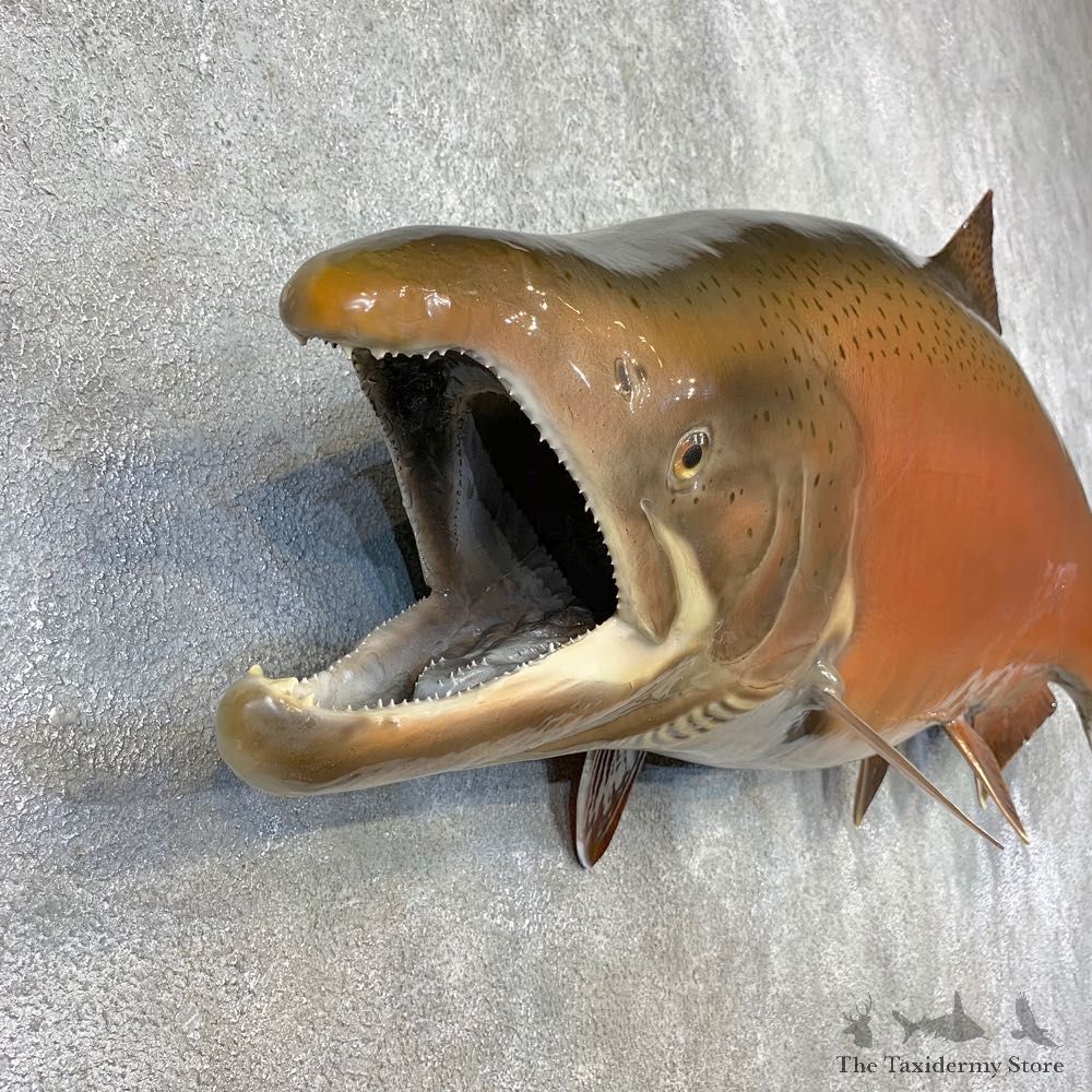 King Salmon Fish Mount For Sale #21610 @ The Taxidermy Store