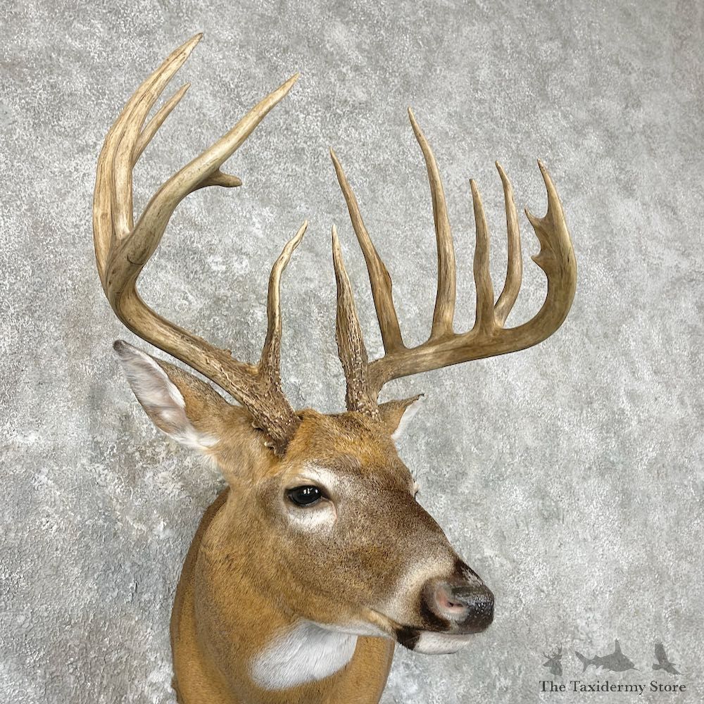 Whitetail Deer Shoulder Mount For Sale #26911 @ The Taxidermy Store