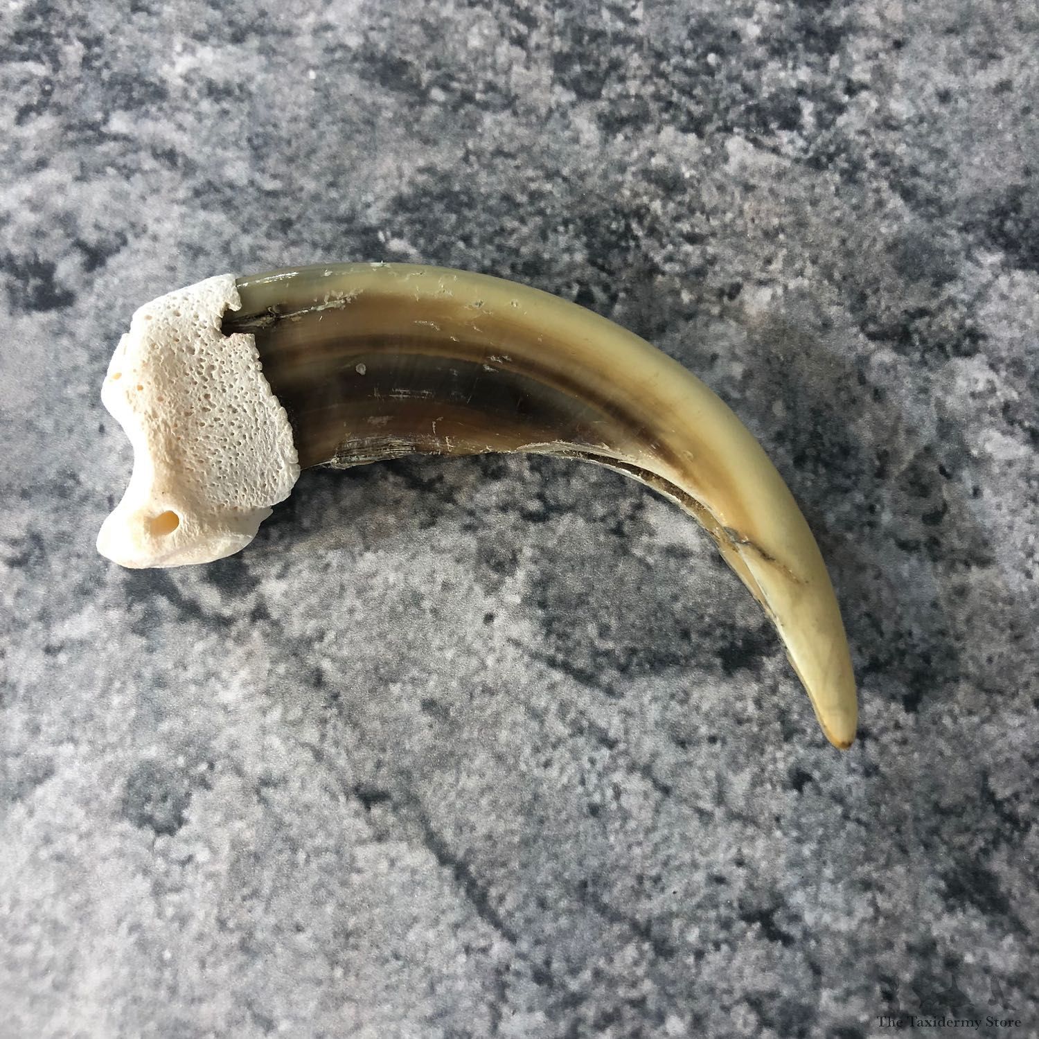 Grizzly Bear Claw For Sale #19905 @ The Taxidermy Store