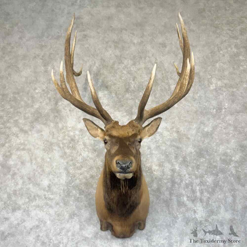 Rocky Mountain Elk Shoulder Mount For Sale #30684 @ The Taxidermy Store