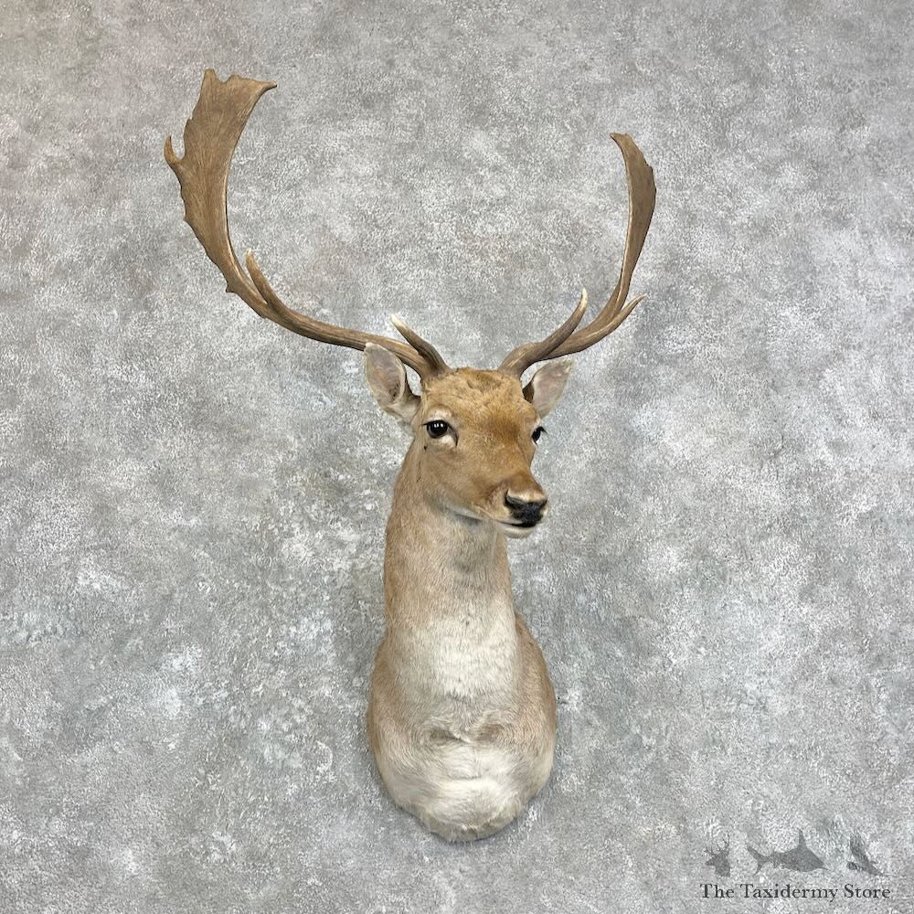 Fallow Deer Shoulder Mount For Sale #28012 @ The Taxidermy Store