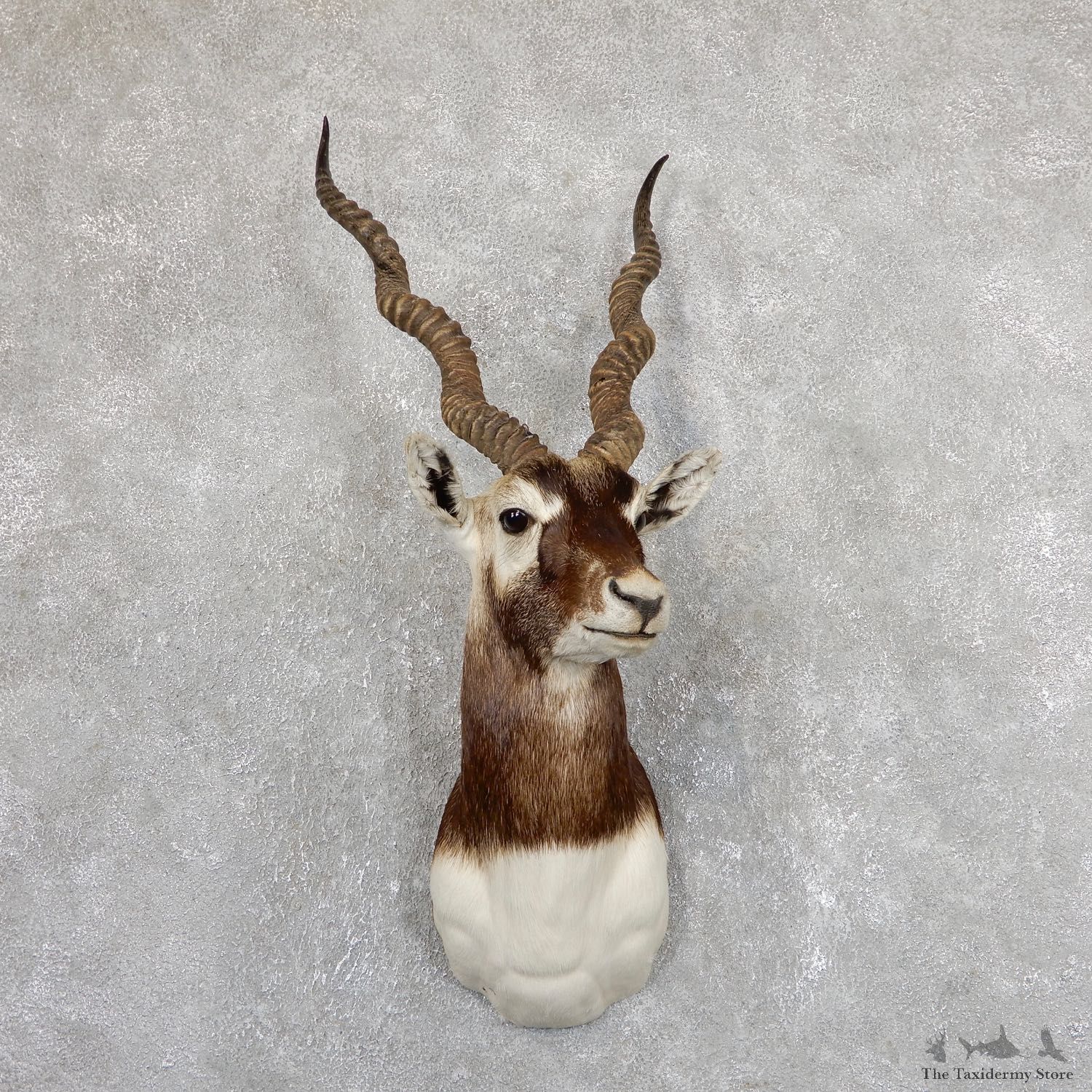 India Blackbuck Shoulder Mount For Sale #19634 @ The Taxidermy Store
