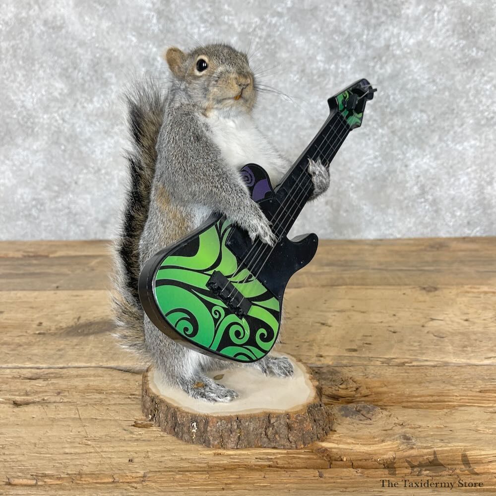 Grey Squirrel Novelty Mount For Sale #28669 @ The Taxidermy Store