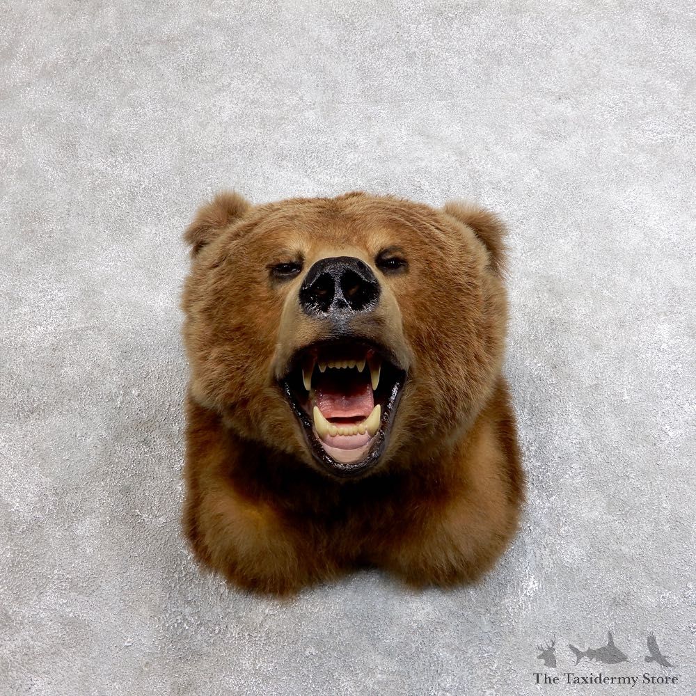 Grizzly Bear Shoulder Mount For Sale #18567 @ The Taxidermy Store