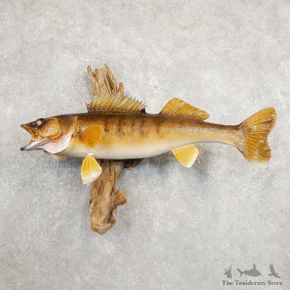 Walleye Taxidermy Mount For Sale #20882 @ The Taxidermy Store