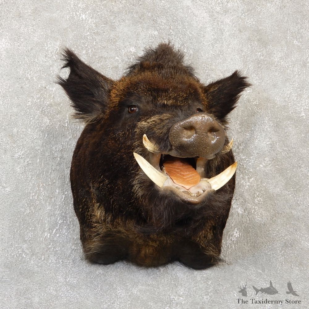 Wild Boar Shoulder Mount For Sale #20107 @ The Taxidermy Store
