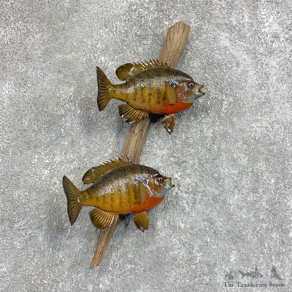 Bluegill Taxidermy Fish Mount #22053 For Sale @ The Taxidermy Store