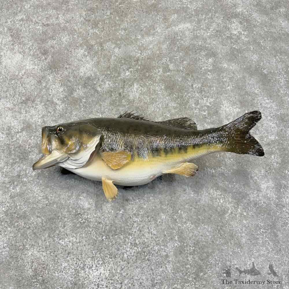 Largemouth Bass Fish Mount For Sale #31681 @ The Taxidermy Store