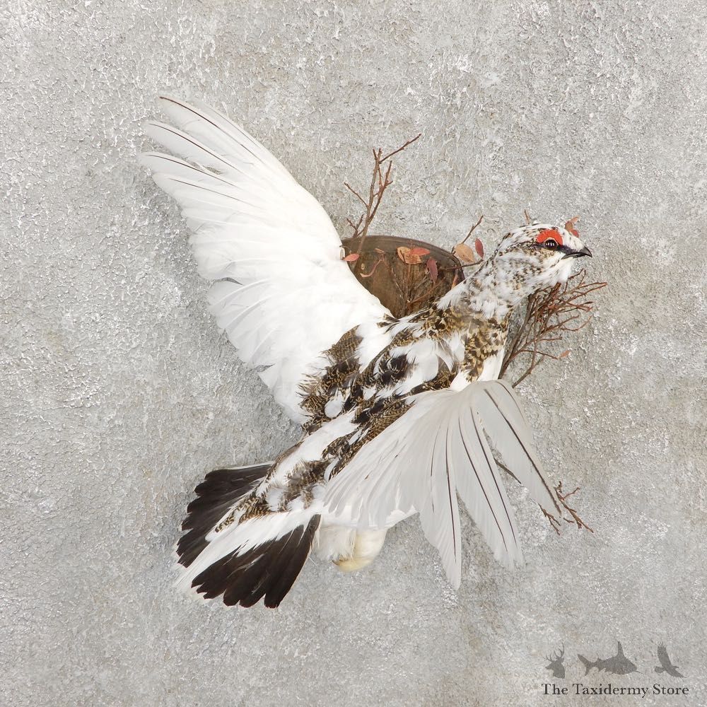 Rock Ptarmigan Bird Mount For Sale #20282 @ The Taxidermy Store