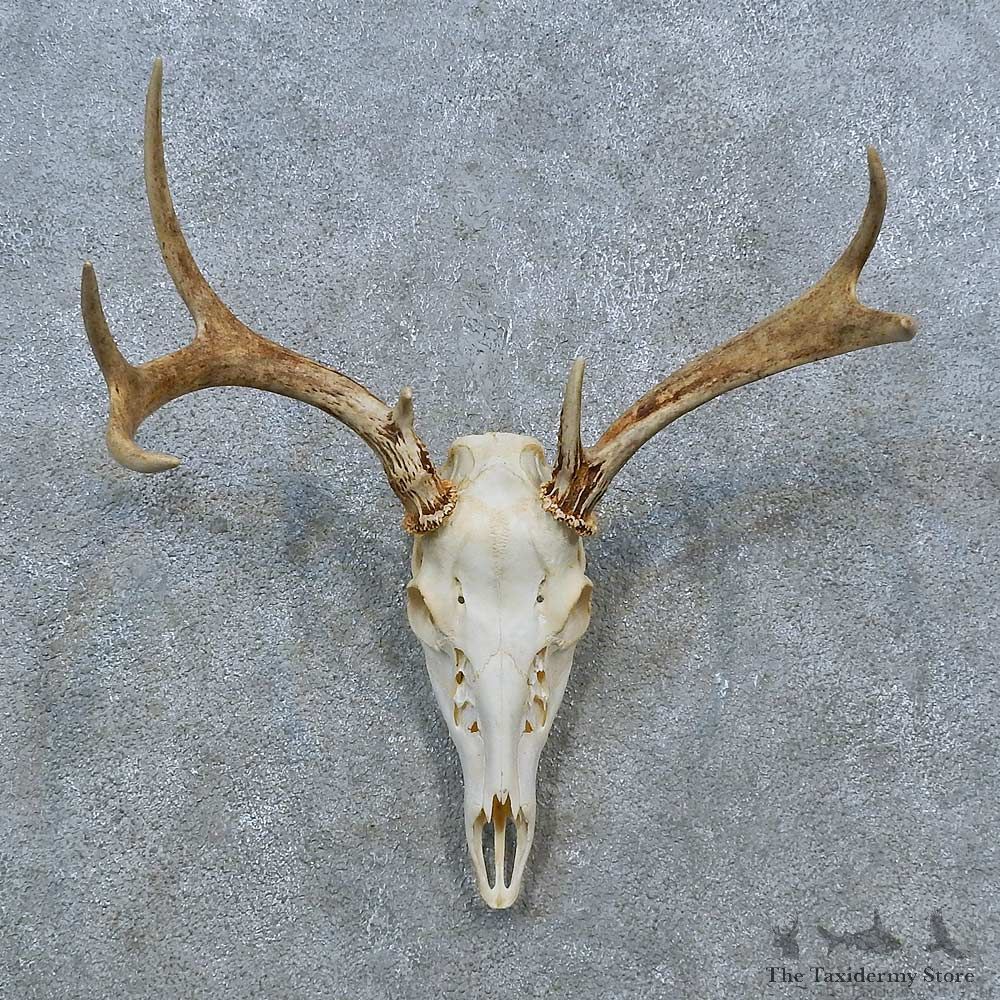 Whitetail Deer Skull Antler European Mount For Sale #15374 @ The Taxidermy Store