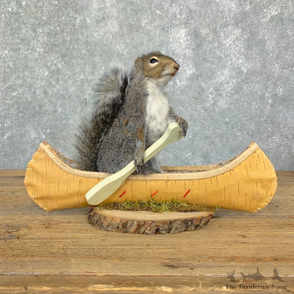 Canoe Squirrel Novelty Mount For Sale #23068 @ The Taxidermy Store
