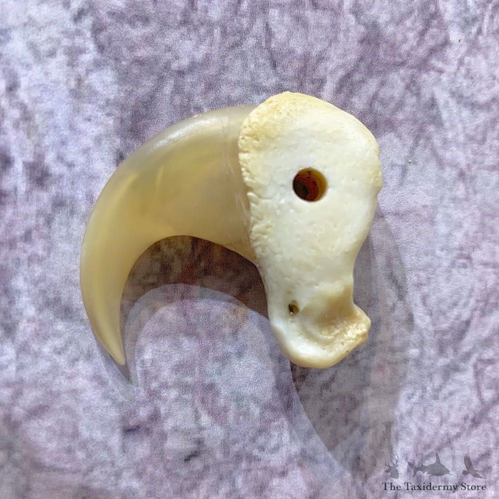 Mountain Lion Cougar Taxidermy Authentic Claw #21924 For Sale @ The Taxidermy Store