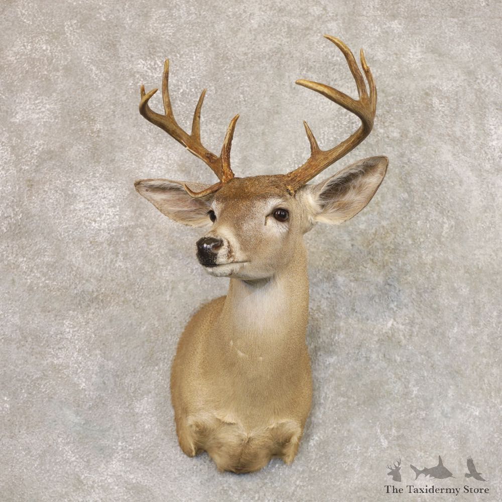 Coues Deer Shoulder Mount For Sale #22166 @ The Taxidermy Store
