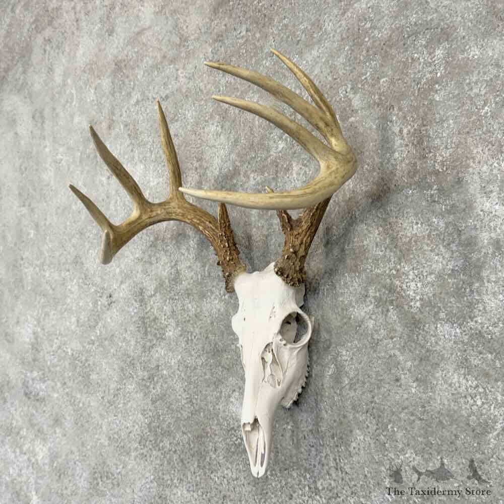 Whitetail Deer Skull European Mount For Sale #31664 @ The Taxidermy Store