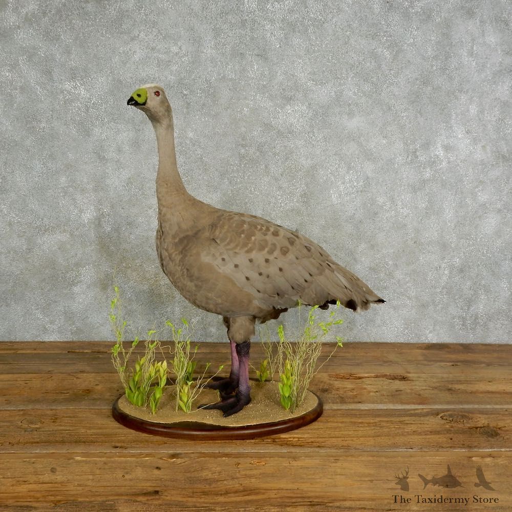 Cape Barren Goose Taxidermy Mount #17056 - For Sale - The Taxidermy Store