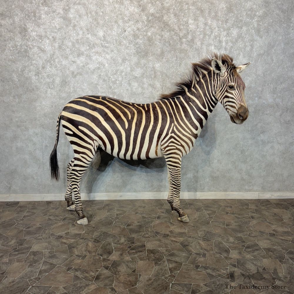 African Zebra Life-Size Mount For Sale #30280 @ The Taxidermy Store