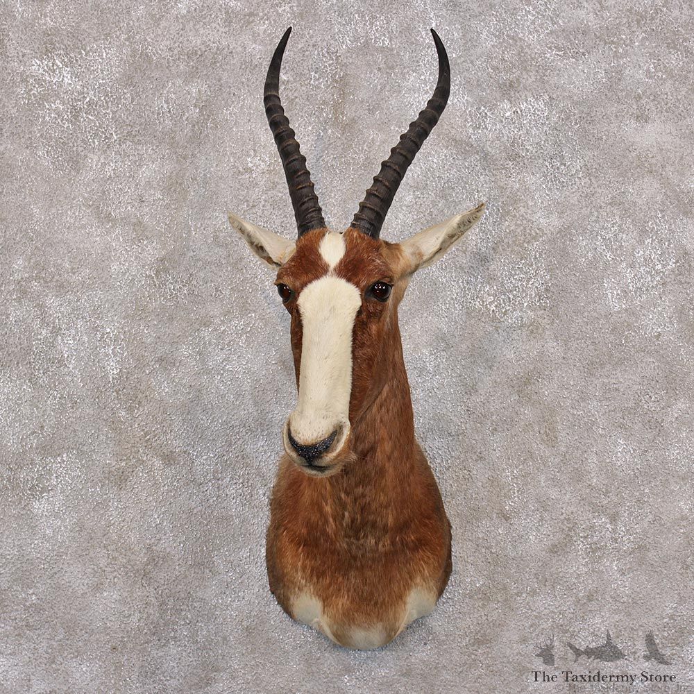 African Blesbok Shoulder Taxidermy Mount #12300 For Sale @ The Taxidermy Store