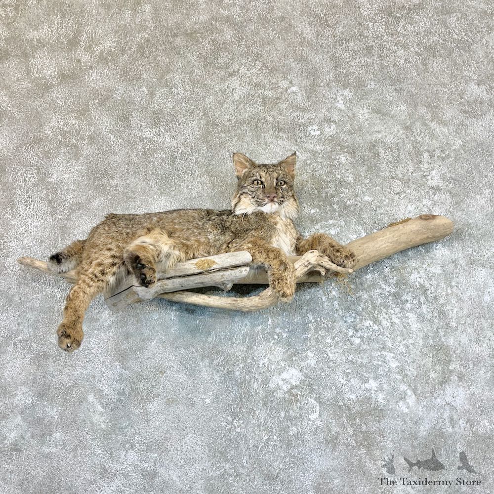 Bobcat Life-Size Taxidermy Mount For Sale #26595 @ The Taxidermy Store
