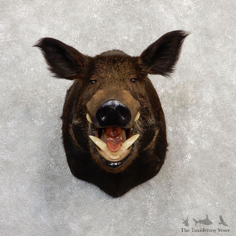 Wild Boar Shoulder Mount For Sale #20272 @ The Taxidermy Store