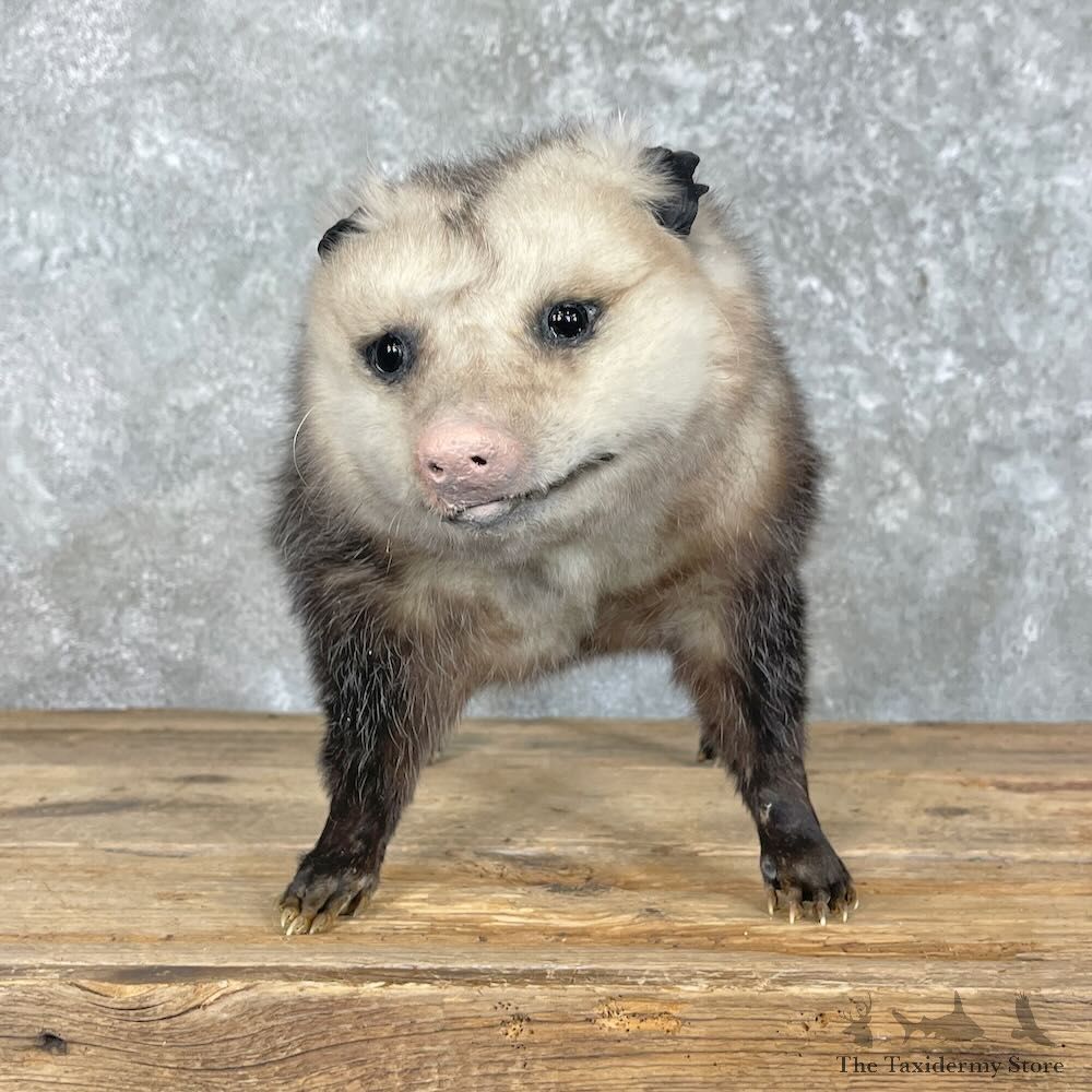 Opossum Life-Size Mount For Sale #28036 @ The Taxidermy Store