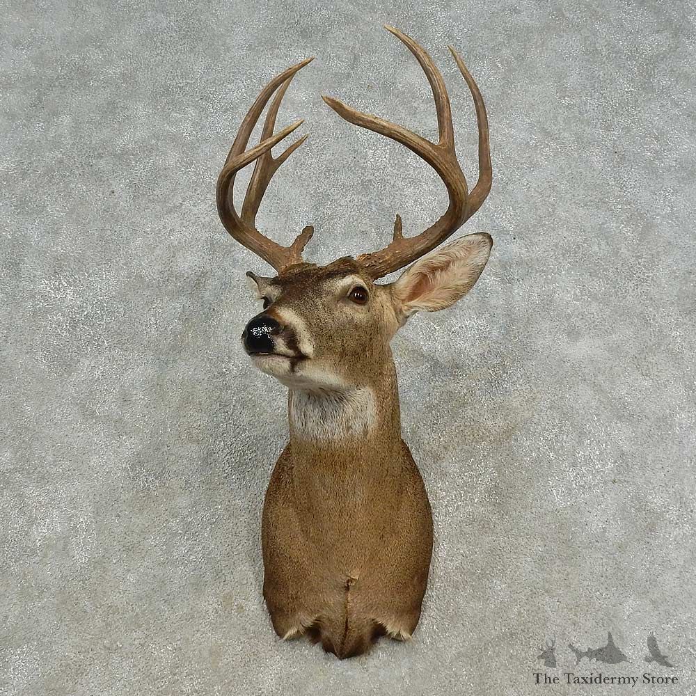 Whitetail Deer Shoulder Mount For Sale #16680 @ The Taxidermy Store