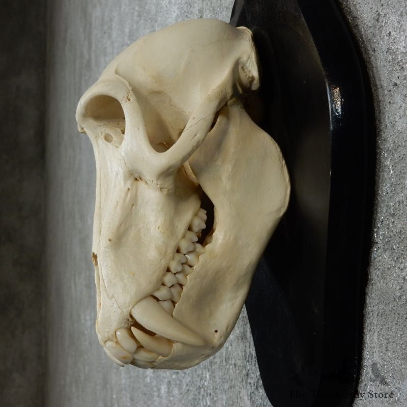 Chacma Baboon Skull Mount For Sale #18327 @ The Taxidermy Store