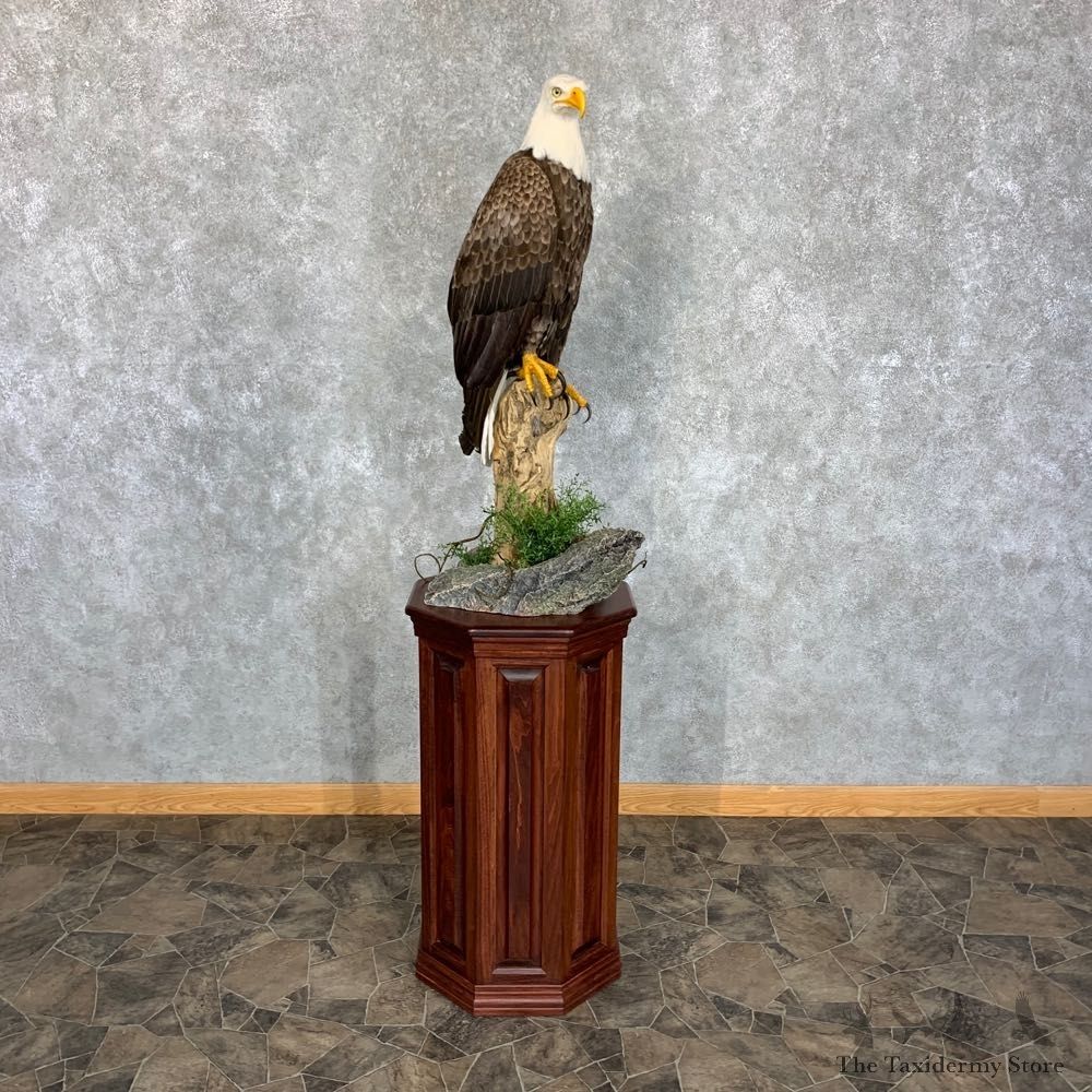Reproduction Bald Eagle Taxidermy Bird Mount For Sale #22543 @ The Taxidermy Store
