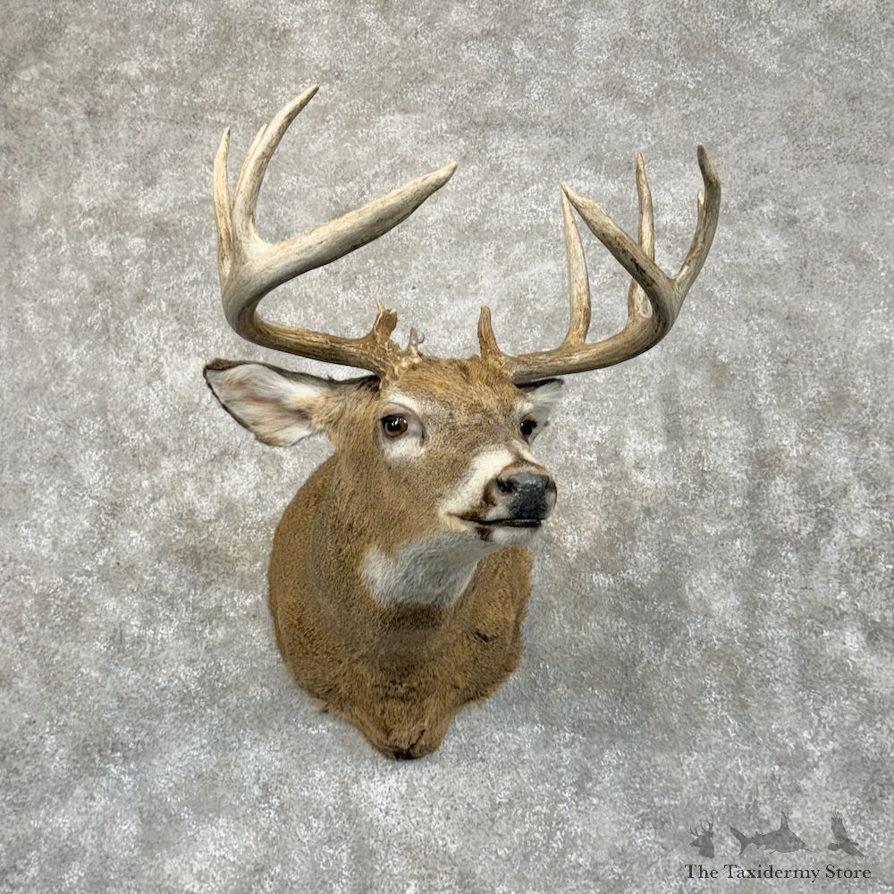 Whitetail Deer Shoulder Mount For Sale #29403 - The Taxidermy Store